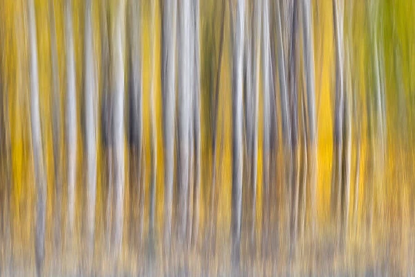 Abstract motion blur on grove of aspen trees, Grand Teton National Park, Wyoming