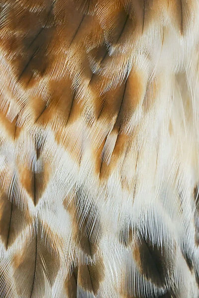 Feather pattern on Red-tailed hawk, Florida
