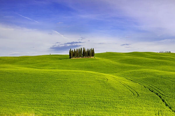 Italy, Tuscany, Val d Orcia. Famous cypress grove