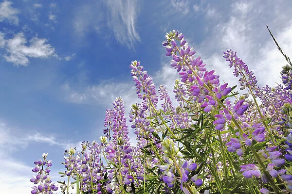 Low angle view of Lupine flowers, Bald Hills Road, California