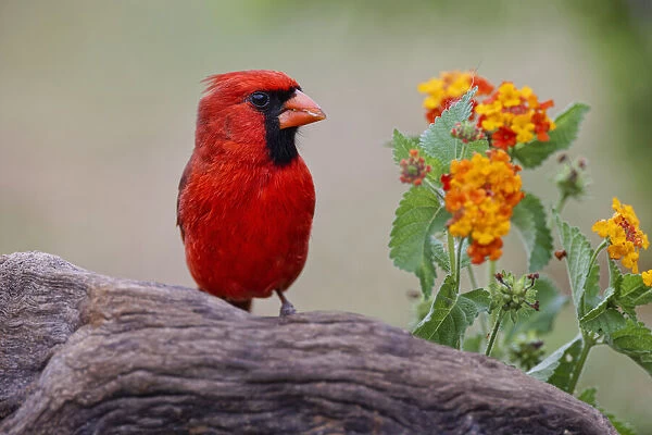 Male cardinal and flowers, Rio Grande Valley, Texas