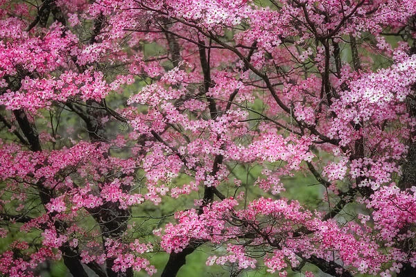 Soft focus view of large pink flowering dogwood tree in full bloom, Kentucky