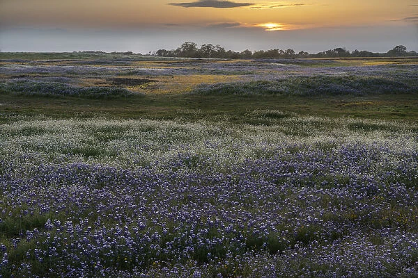 USA, California, North Table Mountain. Sunset on field of wildflowers