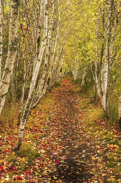 USA, Maine, Acadia National Park. Forest trail