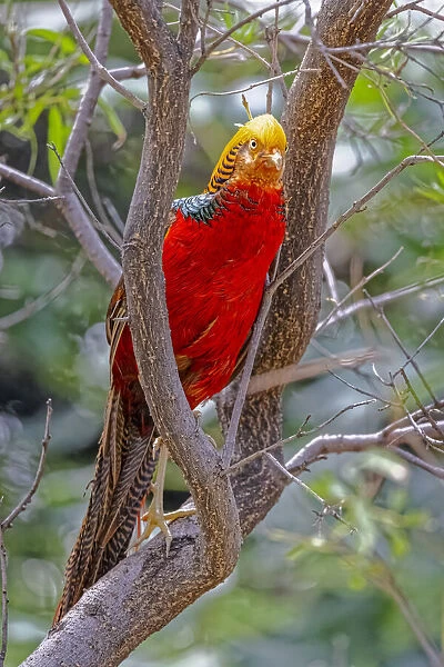 USA, New Mexico, Alamogordo, Alameda Park Zoo. Golden male pheasant in tree
