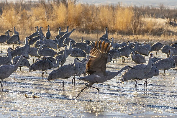 USA, New Mexico, Bernardo Wildlife Management Area. Sandhill cranes at dawn in partially frozen pond