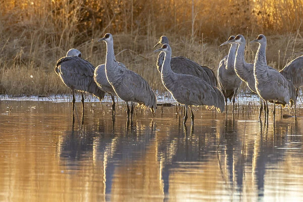 USA, New Mexico, Bernardo Wildlife Management Area. Sandhill cranes at dawn in pond