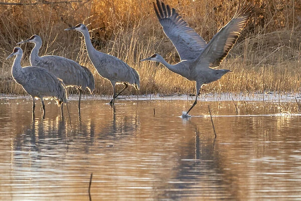 USA, New Mexico, Bernardo Wildlife Management Area. Sandhill crane running to take off from pond