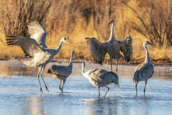 USA, New Mexico, Bernardo Wildlife Management Area. Sandhill crane dancing in mating behavior