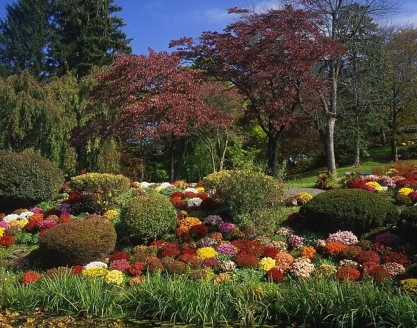 USA, New York, Saugerties, Seamon Park. Autumn display of chrysanthemum flowers