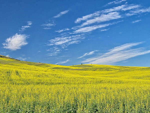 USA, Washington State, Palouse. Field of canola in full bloom