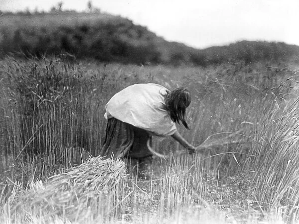 APACHE FARMER, c1906. An Apache woman harvesting wheat with a hand sickle