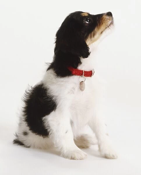 Black and white Cavalier King Charles spaniel with brown markings on jaw and eyebrows, sitting, wearing red collar with metal tag, looking up attentively