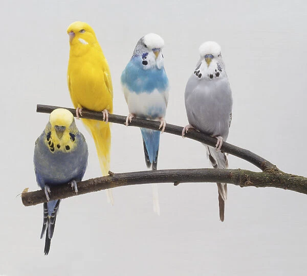 Four Budgerigars (Melopsittacus undulatus), blue, blue-white, yellow and grey, perched on a forked twig, front view