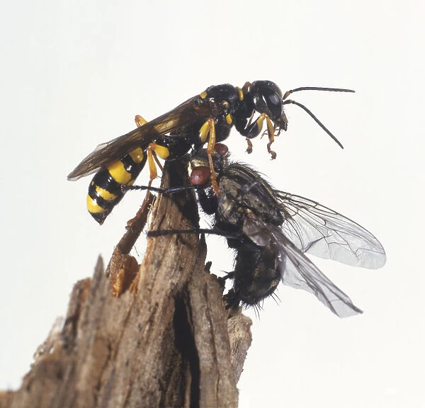 Field Digger Wasp (Mellinus arvensis) capturing Fly, close up