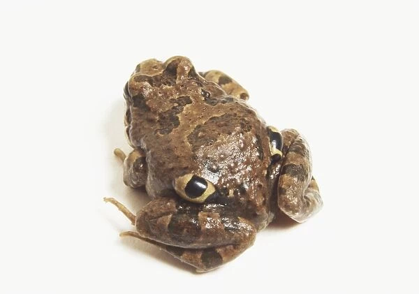 Four-eyed Frog (Pleurodema thaul), view from above
