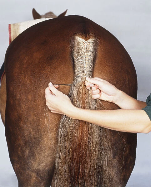 Hands joining hair from either side of horses tail, starting to plait
