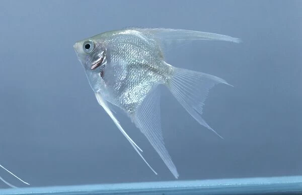 Platinum angelfish (Pterophyllum scalare) in tank, side view