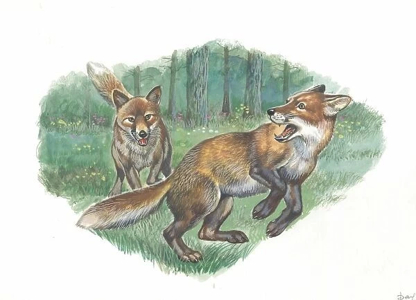 Red foxes Vulpes vulpes in forest, illustration