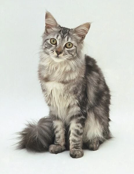 Silver tabby maine coon cat