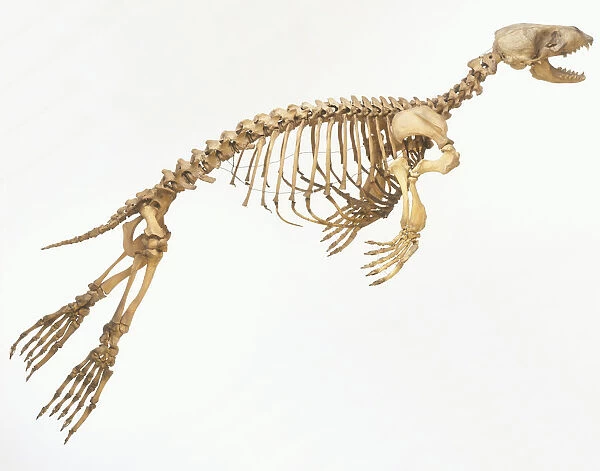Skeleton of a Harbour seal (Phoca vitulina) in motion, side view