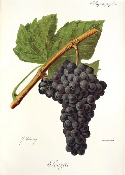 Souzao grape, illustration by J. Troncy