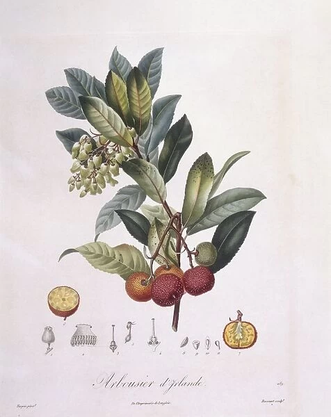 Strawberry tree (Arbutus unedo), Henry Louis Duhamel du Monceau, botanical plate by Pierre Jean Francois Turpin