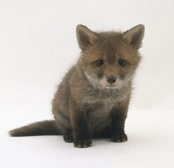 Vulpes vulpes, red fox, family canidae, front view of a new born grey fox cub looking straight ahead with a forlorn look