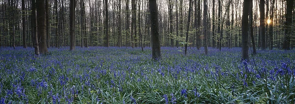 abundance, beauty in nature, belgium, blue, bluebell, flemish brabant, flower, forest