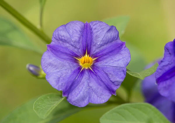 Blue Potato Bush -Lycianthes rantonnetii-, flowering, Thuringia, Germany