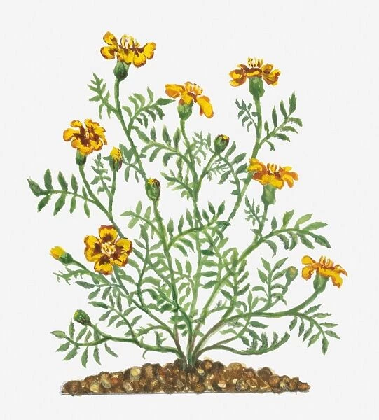 Illustration of Tagetes patula (French Marigold) bearing vibrant yellow flowers and buds with green leaves on long stems
