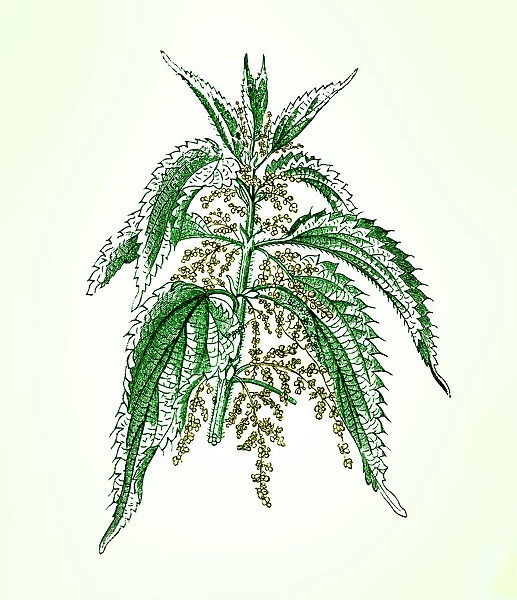 Old engraved illustration of a Common Nettle (Urtica dioica)