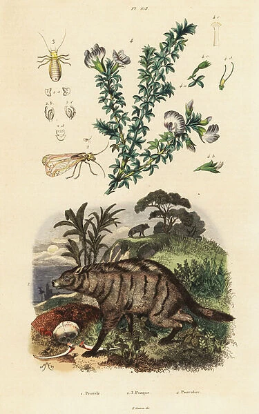 Aardwolf, Arabian pea and louse. 1824-1829 (engraving)