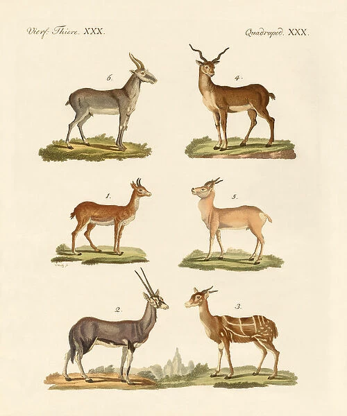 Antelopes and gazelles (coloured engraving)