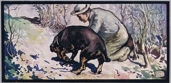 A dog helping a man to forage, illustration from Helpers Without Hands by Gladys Davidson, published in 1919 (colour litho)