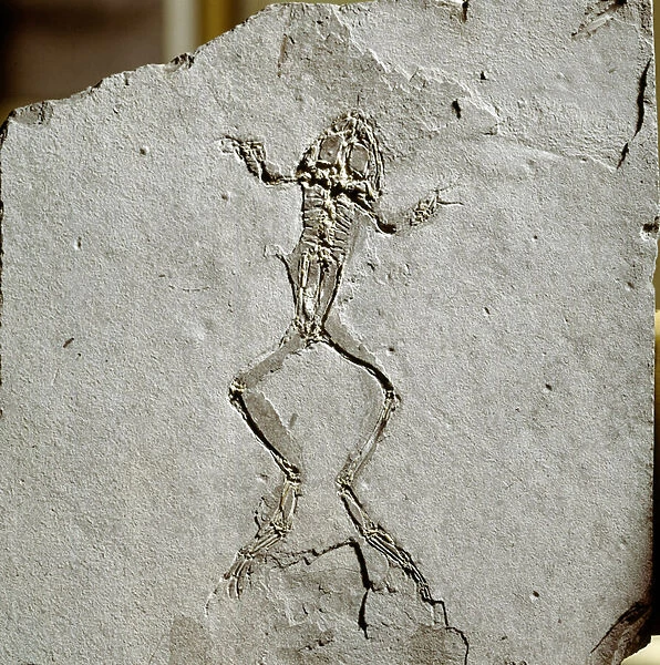 Frog fossil from the Pueyoi da Tervel site