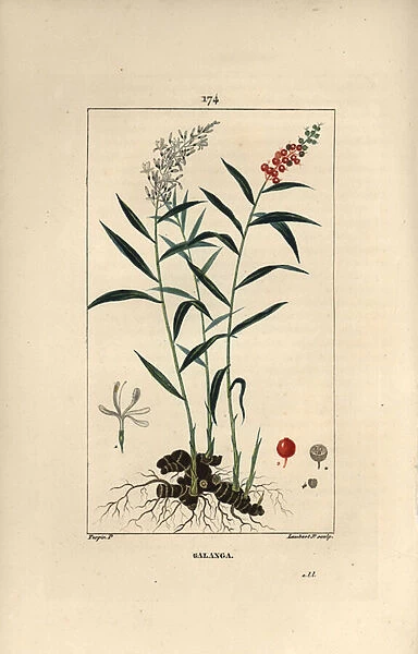 Grand galanga or Galanga - Greater or Thai galangal, Alpinia galanga, showing flowers, berries, leaves and rhizome root. Handcoloured stipple copperplate engraving by Lambert Junior from a drawing by Pierre Jean-Francois Turpin from Chaumeton