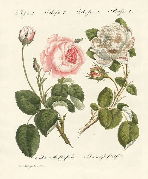 Kinds of roses (coloured engraving)
