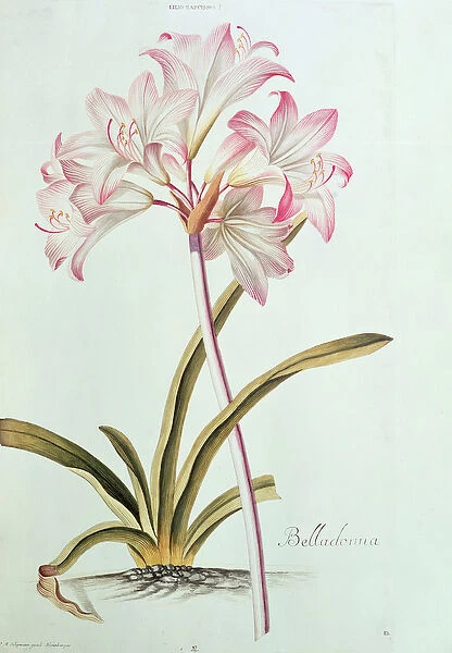 Lily: Lilium belladonna, (pl. 12) from Trews Hortus Nitidissumus 1, 1750