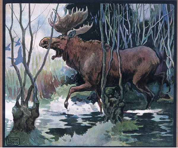 Moose, 1910 (colour litho)