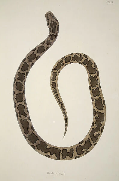 Pedda Poda. A. from an Account of Indian Serpents Collected on the Coast of Coromandel