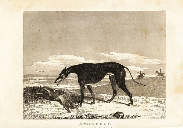 Portrait of the celebrated greyhound Snowdrop with a hare