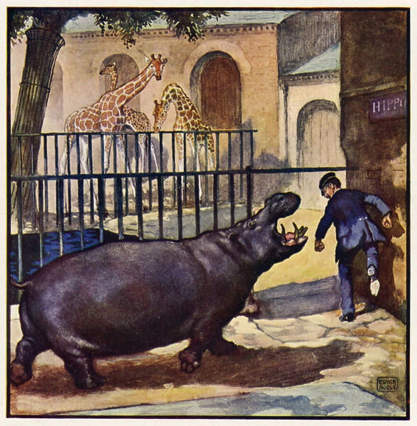 He ran for his life, with the hippo roaring at his heels (colour litho)