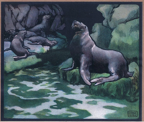 Sea Lions, 1910 (colour litho)