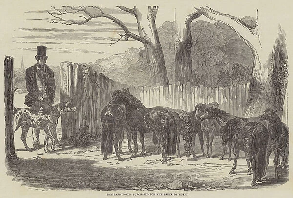 Shetland Ponies purchased for the Pacha of Egypt (engraving)