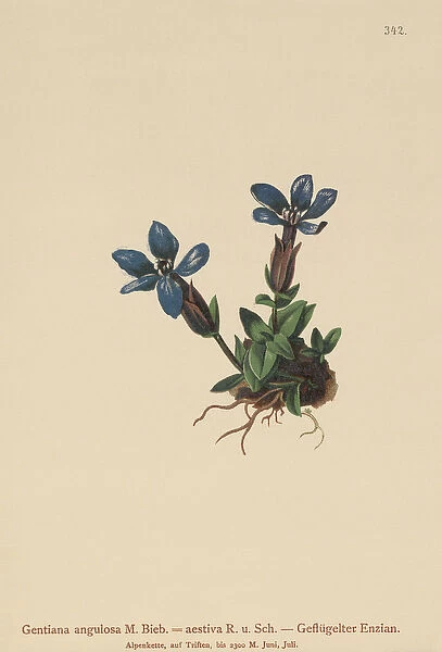 Spring Gentian (Gentiana verna, Gentiana angulosa, Gentiana aestiva) (colour litho)