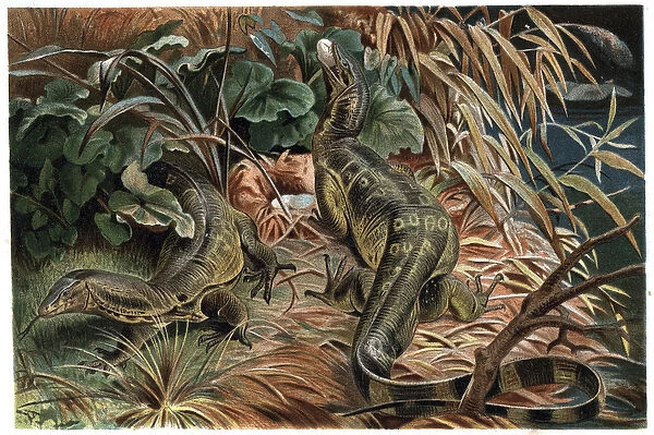 Varan - Monitor lizard (Varanus) - engraving from 'Brehm