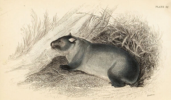 Wombat, Vombatus ursinus. 1841 (engraving)