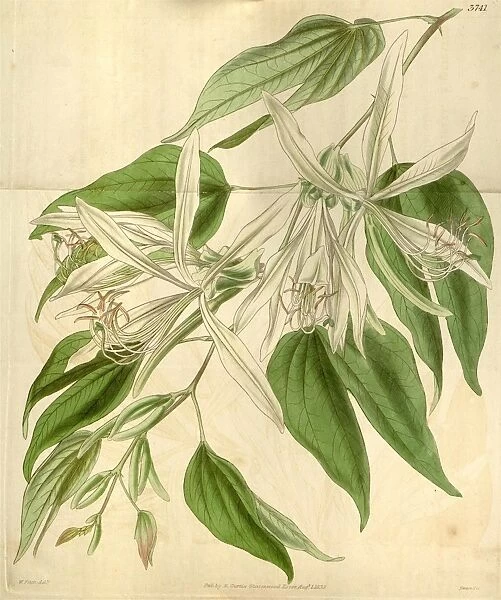 Botanical Print by Walter Hood Fitch 1817 aaa 1892, botanical illustrator, born in