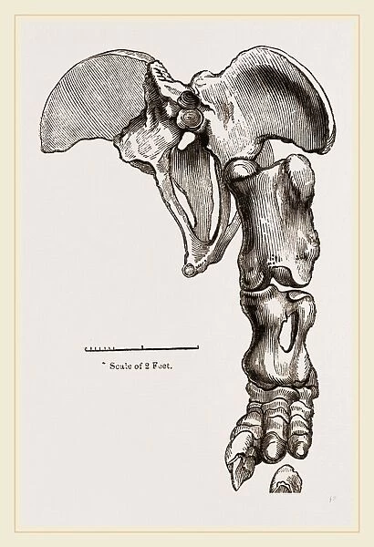Pelvis and Hind-Leg of Megatherium